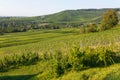 German wine fields landscape at summer Royalty Free Stock Photo