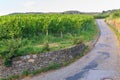 German wine fields landscape at summer Royalty Free Stock Photo