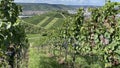 Beautiful vineyards growing on the hills in Stuttgart, Germany