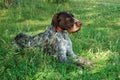 German wirehaired pointer