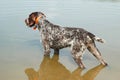 German wirehaired pointer