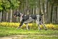 German wirehaired pointer