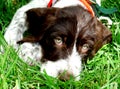 German Wirehaired Pointer