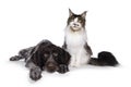 German wirehaired pointer and cat on white background Royalty Free Stock Photo