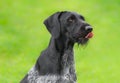 German Wirehaired Pointer (Deutsch Drahthaar) poses Royalty Free Stock Photo