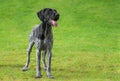 German Wirehaired Pointer (Deutsch Drahthaar) poses Royalty Free Stock Photo