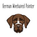 German Wirehaired Pointer. Dog breed. Brown face of hunting dog. Vector illustration.