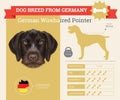 German Wirehaired Pointer dog breed infographics