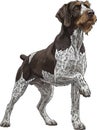 German Wirehaired Pointer dog standing raising paw cute interaction pose Royalty Free Stock Photo