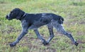 German wirehaired pointer or Drahthaar Deutsch Drahthaar, Deutscher Drahthaariger Vorstehhund Royalty Free Stock Photo