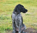 German wirehaired pointer or Drahthaar Deutsch Drahthaar, Deutscher Drahthaariger Vorstehhund Royalty Free Stock Photo