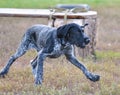 German wirehaired pointer or Drahthaar Deutsch Drahthaar, Deutscher Drahthaariger Vorstehhund Royalty Free Stock Photo