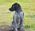 German wirehaired pointer or Drahthaar Deutsch Drahthaar, Deutscher Drahthaariger Vorstehhund Royalty Free Stock Photo