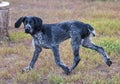 German wirehaired pointer or Drahthaar Deutsch Drahthaar, Deutscher Drahthaariger Vorstehhund Royalty Free Stock Photo