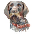 The German Wirehaired Pointer, Drahthaar, watercolor hand painted dog portrait Royalty Free Stock Photo