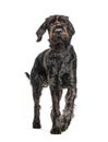 German Wirehaired Pointer,Korthals dog, isolated