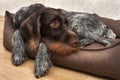 Hunting dog resting in the dog bed at home