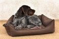 Hunting dog lying in a dog bed