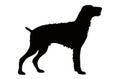 German Wirehaired Pointer Silhouette isolated. Vector illustration