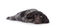 German wirehaired pointer on white background Royalty Free Stock Photo