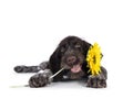 German wirehaired pointer on white background Royalty Free Stock Photo