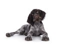 German wirehaired pointer on white background Royalty Free Stock Photo