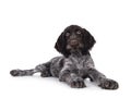 German wirehaired pointer on white background Royalty Free Stock Photo