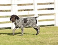 German Wirehaired Pointer Royalty Free Stock Photo