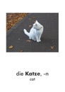 German word card: Katze (cat Royalty Free Stock Photo