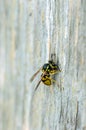 German yellowjacket collects material to build its nest