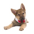 Germand Shepherd puppy with funny collar