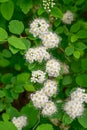 Germander meadowsweet Spiraea chamaedryfolia, clusters of white flowers