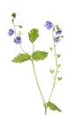 Germander Speedwell flowers and foliage Royalty Free Stock Photo