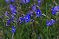 Germander Speedwell - Veronica Chamaedrys Royalty Free Stock Photo