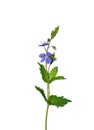 Germander Speedwell (Veronica chamaedrys) Royalty Free Stock Photo