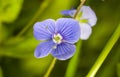 Germander speedwell (Veronica chamaedrys) Royalty Free Stock Photo