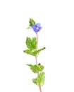 Germander speedwell (Veronica chamaedrys) Royalty Free Stock Photo