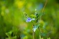 Germander speedwell. Germander Speedwell Veronica chamaedrys on a natural green background Royalty Free Stock Photo