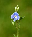 Germander speedwell, Veronica, gamander Royalty Free Stock Photo