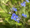 Germander speedwell, Veronica, gamander Royalty Free Stock Photo