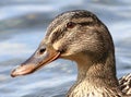 Germanic goose portrait