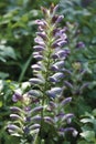 Germany, Acanthus hungaricus, close up Royalty Free Stock Photo