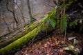 Autumn forest path and leaf beech orange Royalty Free Stock Photo