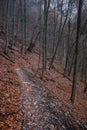 Autumn forest path and leaf beech orange Royalty Free Stock Photo