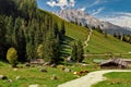 Alpine cows near the Konigssee lake / Bavaria