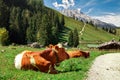 Alpine cows near the Konigssee lake / Bavaria