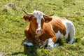 Alpine cows near the Konigssee lake / Bavaria