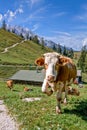 Alpine cows near the Konigssee lake / Bavaria