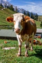 Alpine cows near the Konigssee lake / Bavaria