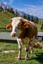 Alpine cows near the Konigssee lake / Bavaria
